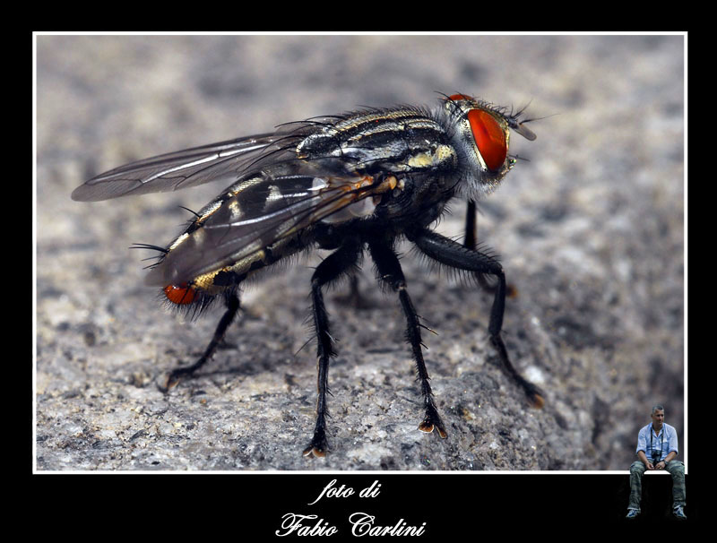 anvedi che schifo II la vendetta