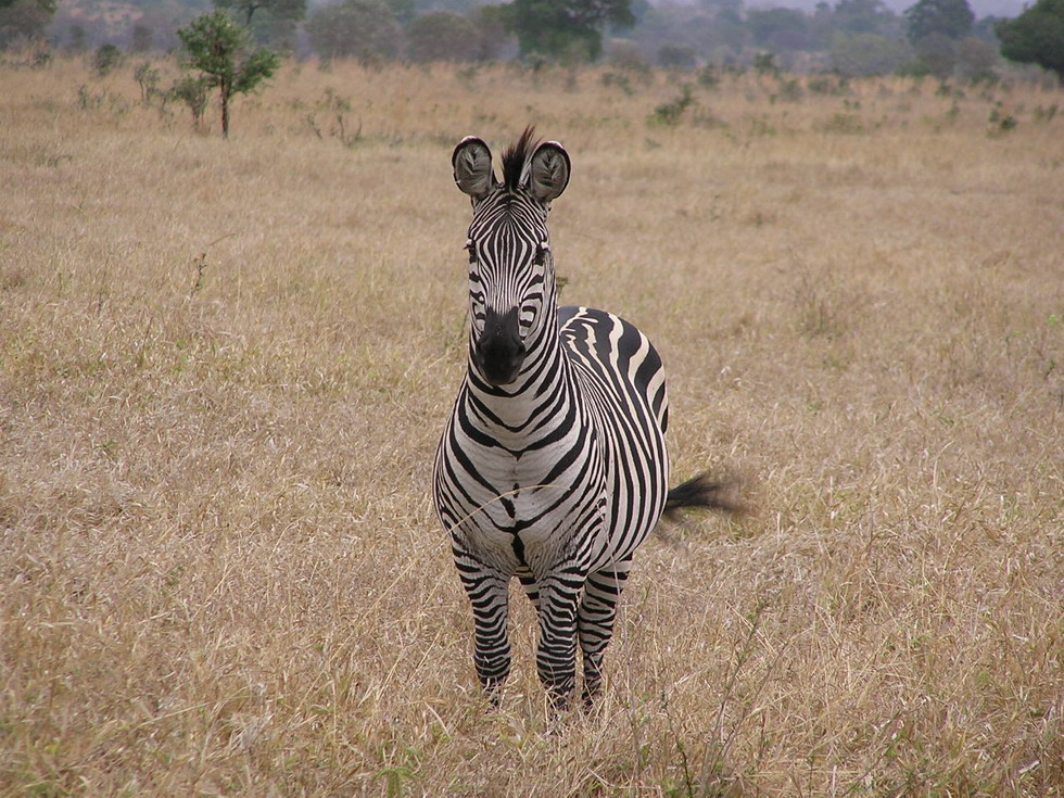 Tanzania