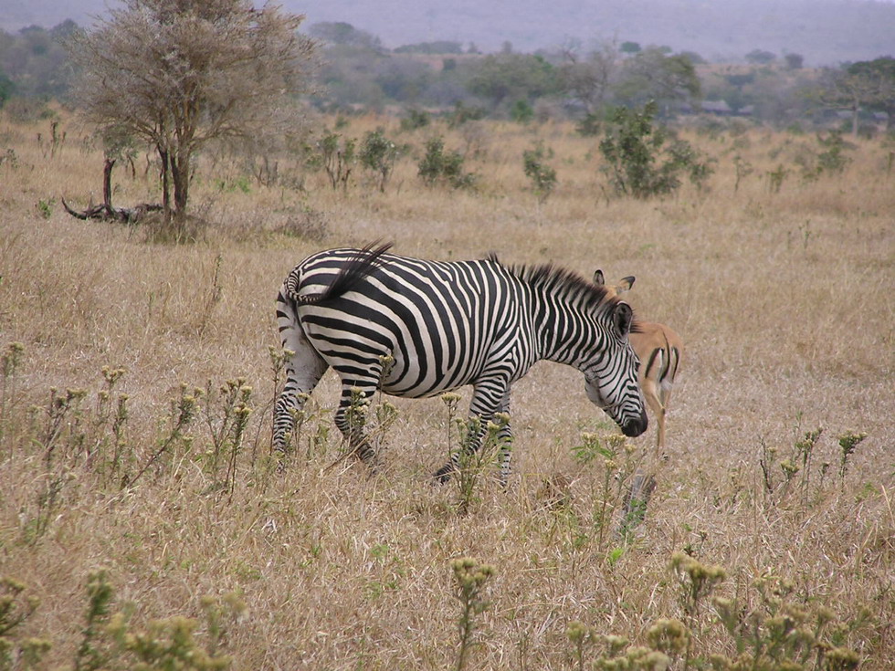 Tanzania