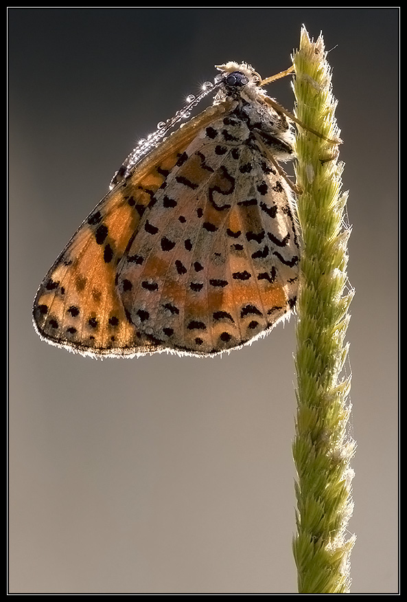 Una Melitaea in controluce