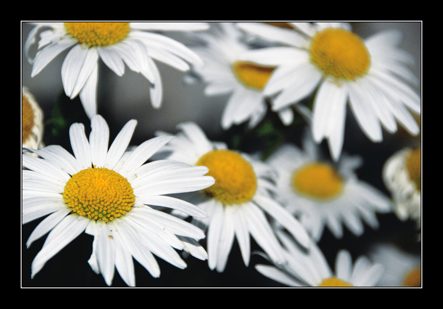 Un campo di margherite