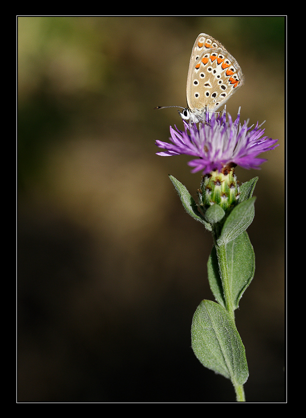 Il licenide solitario.