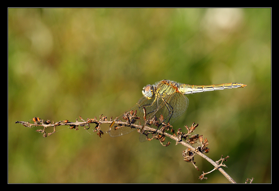 Libellula su ramoscello