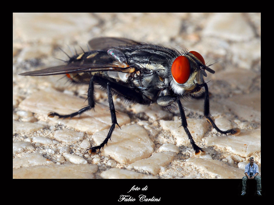 prometto e' l'ultima