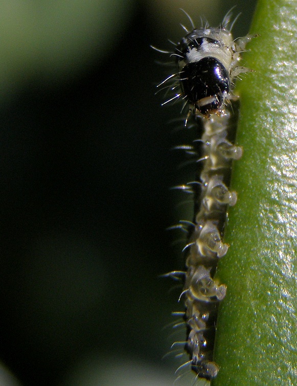 L'anima macro di una compattona