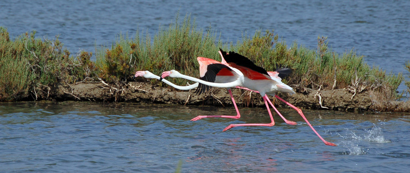 Fenicotteri rosa, fenicotteri di pesco
