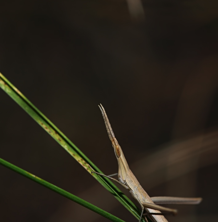 per i miei nuovi amici tell� e giap