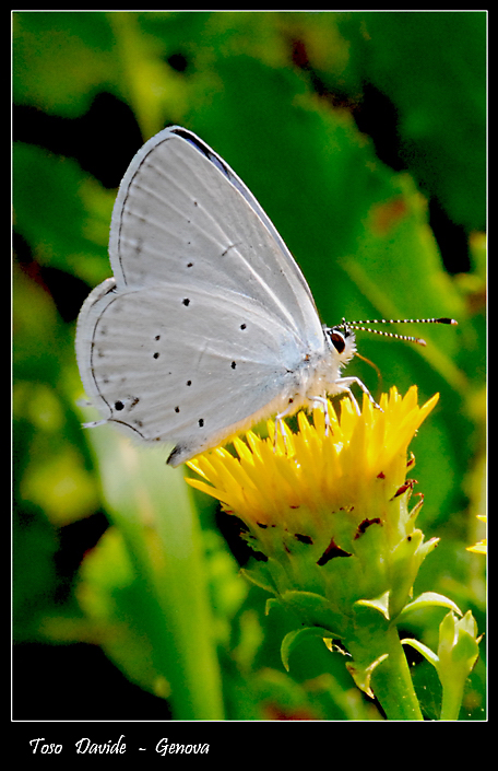 ......farfa 7 .........