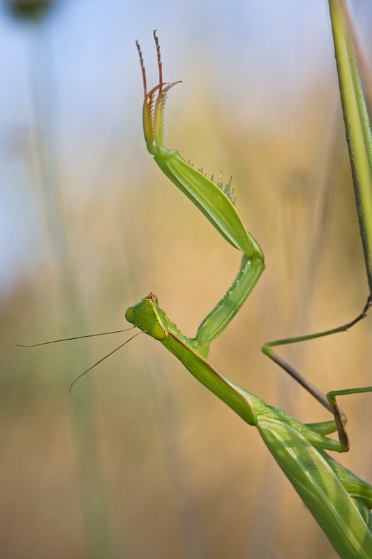 T'ho visto (mantide)