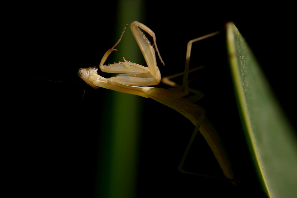 mantis religiosa!