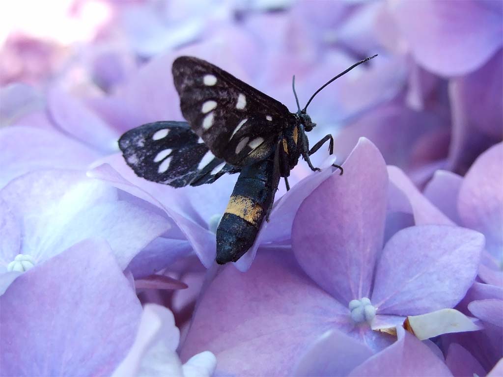 prete (da un detto popolare)