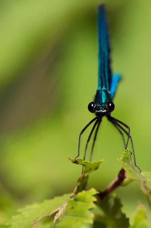 Scusi lei, ma non ha altro da fare??