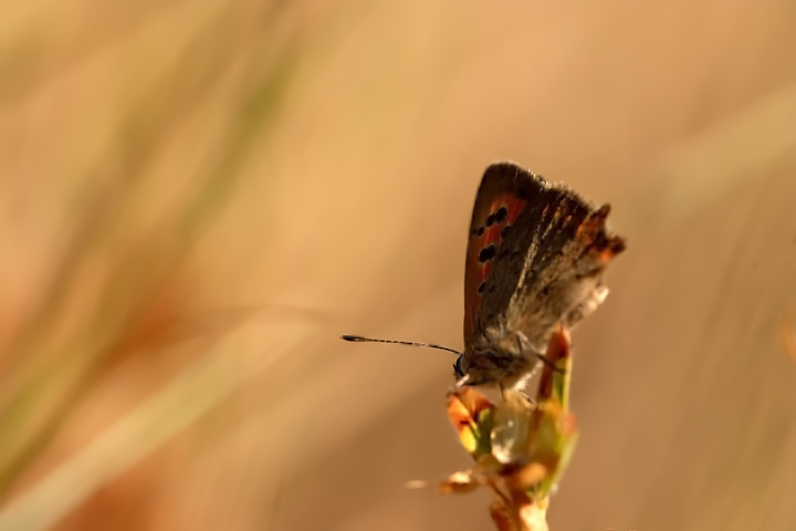farfalla al tramonto