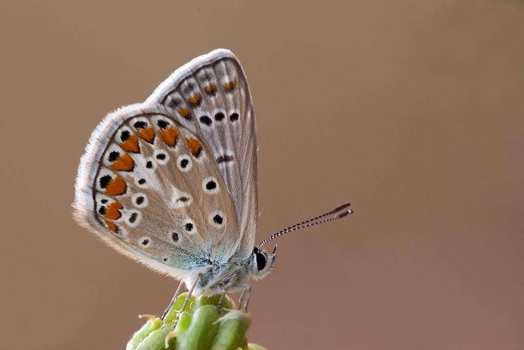 Farfalla al Tramonto