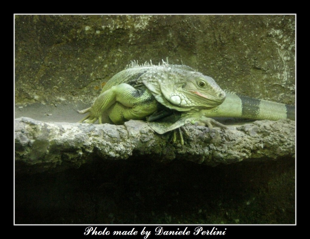 Iguana nella teca