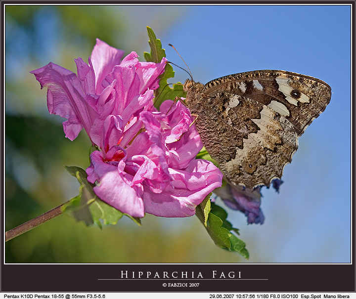 Hipparchia fagi