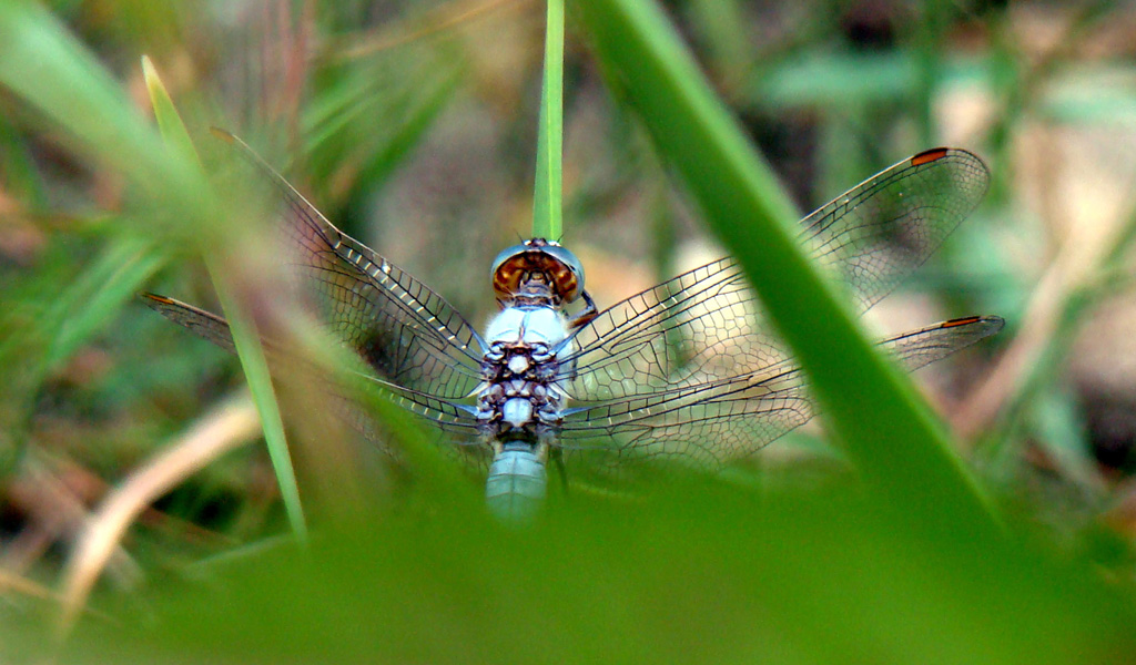 Libellula02
