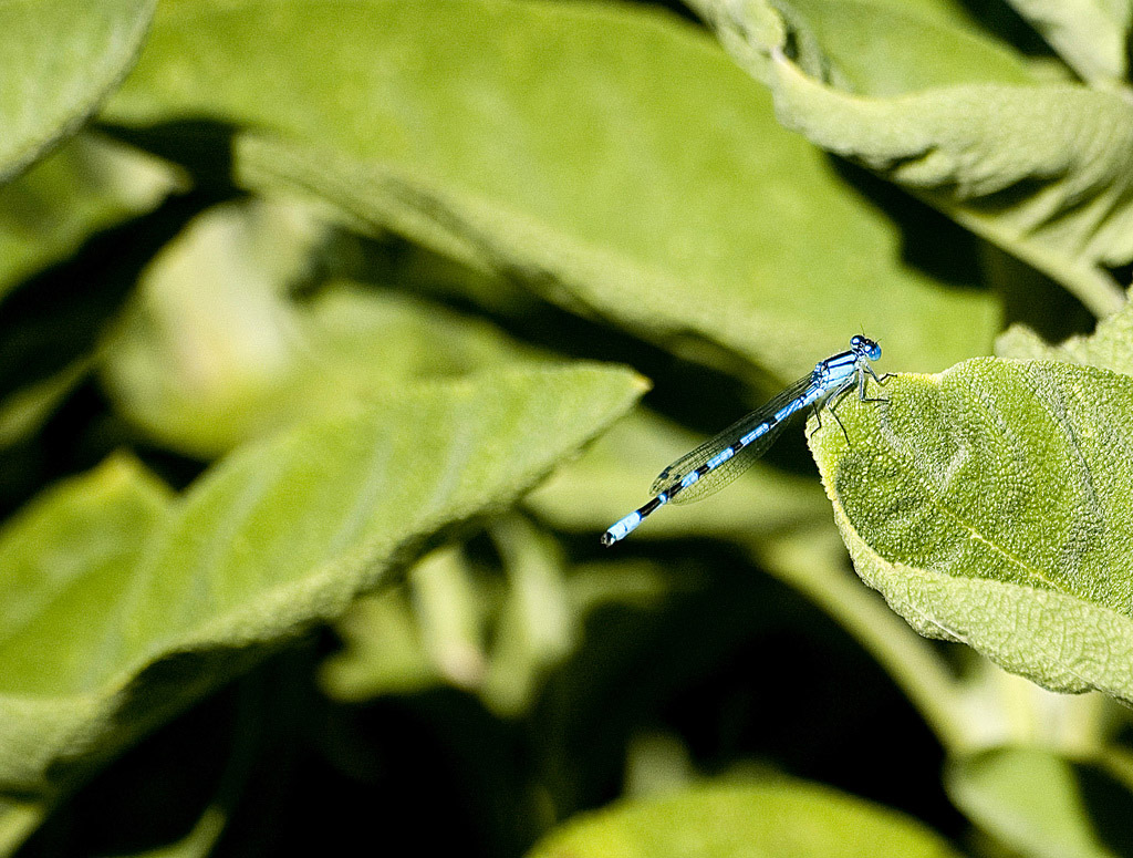 Libellula