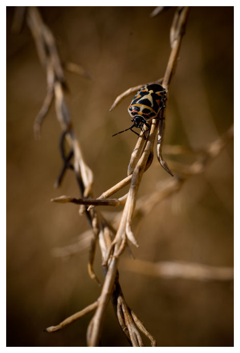 Filo spinato, con ospite