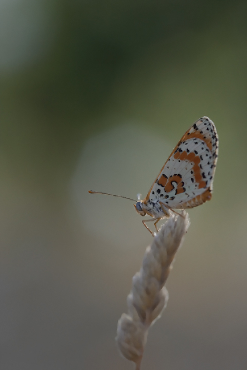 farfalla e la stella