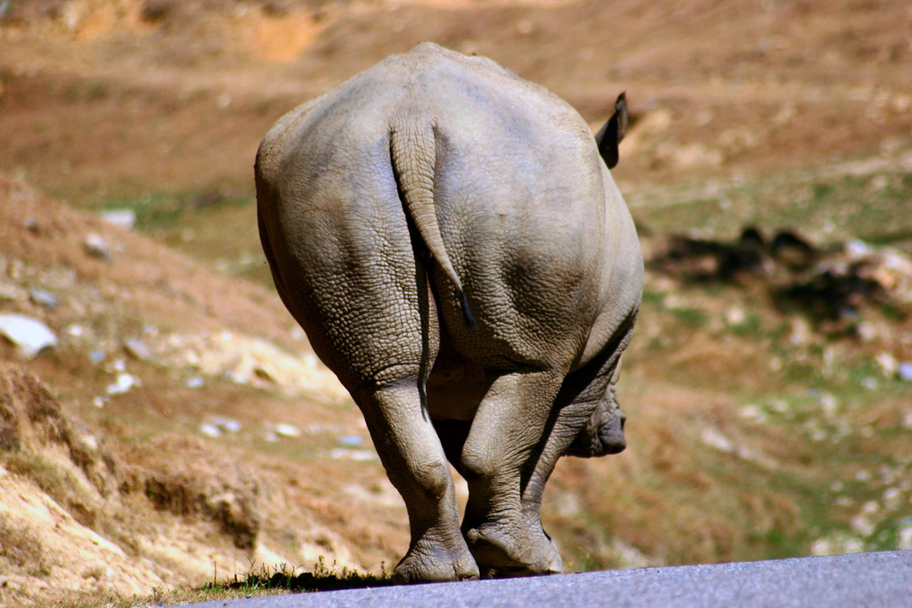 Scusate se vi do le spalle..