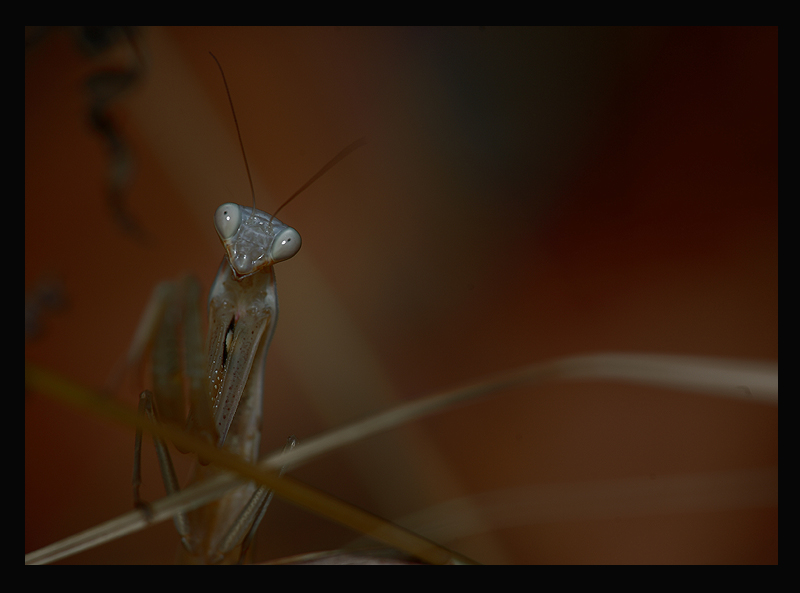 D a m a  B i a n c a