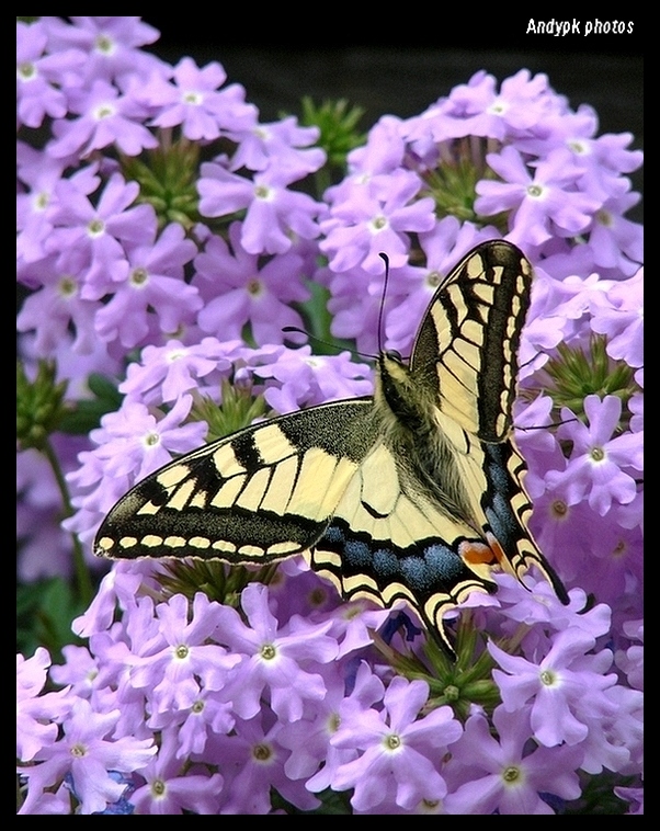 Macaon approaching II