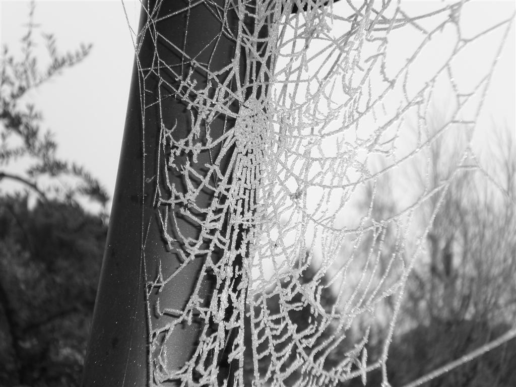 Ragnatela Ghiacciata
