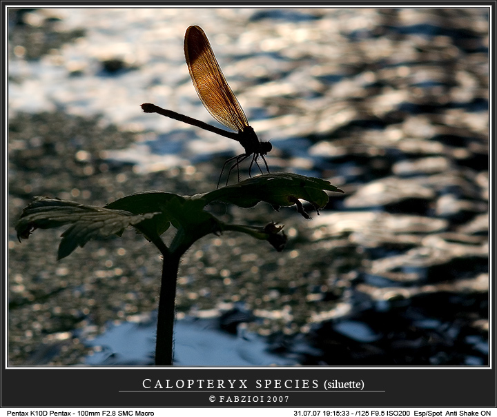 Ombre cinesi... quasi!