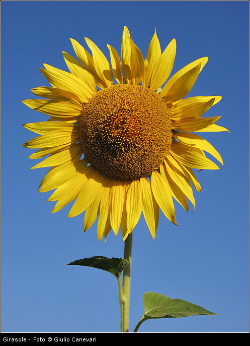 Girasole