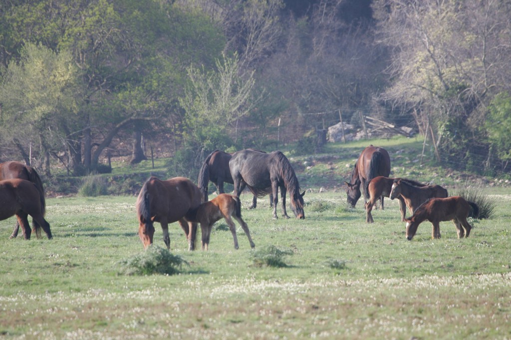Cavalli al pascolo