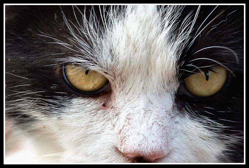Macro gatto