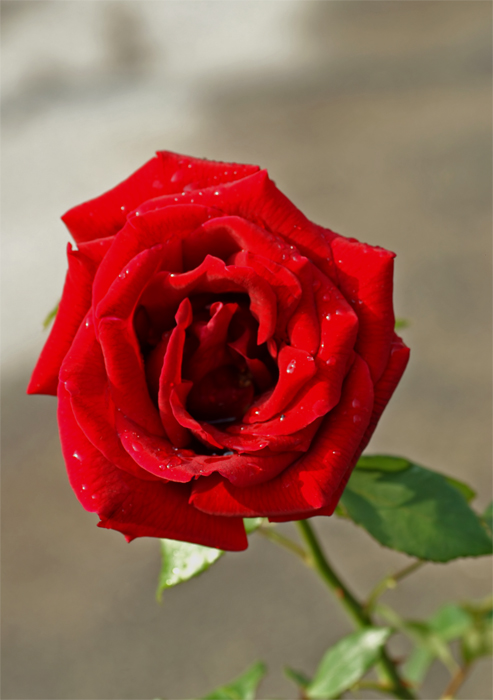 rosa2 dedicata a mia moglie e a tuutte le donne del forum