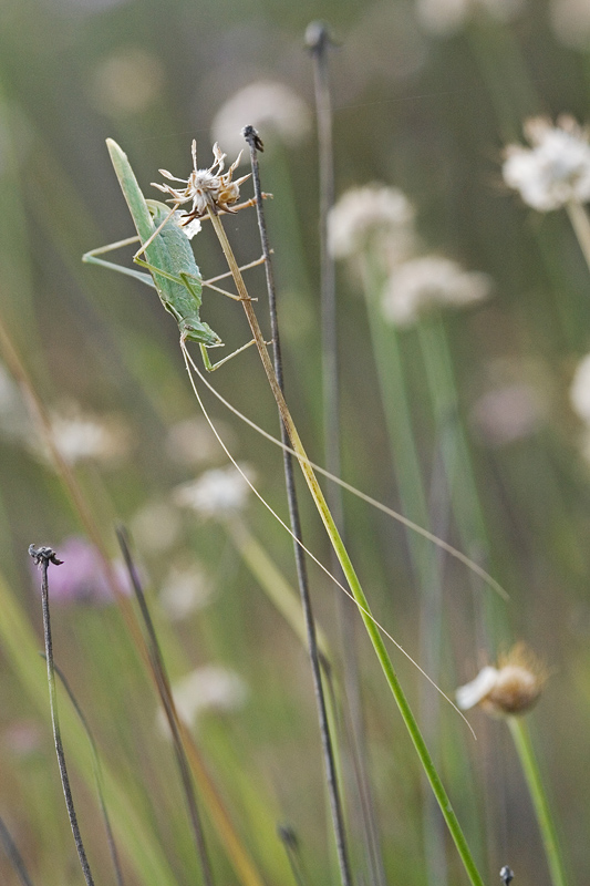 A testa in gi� (Cavalletta)