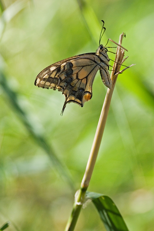 Macaone con il 100-400