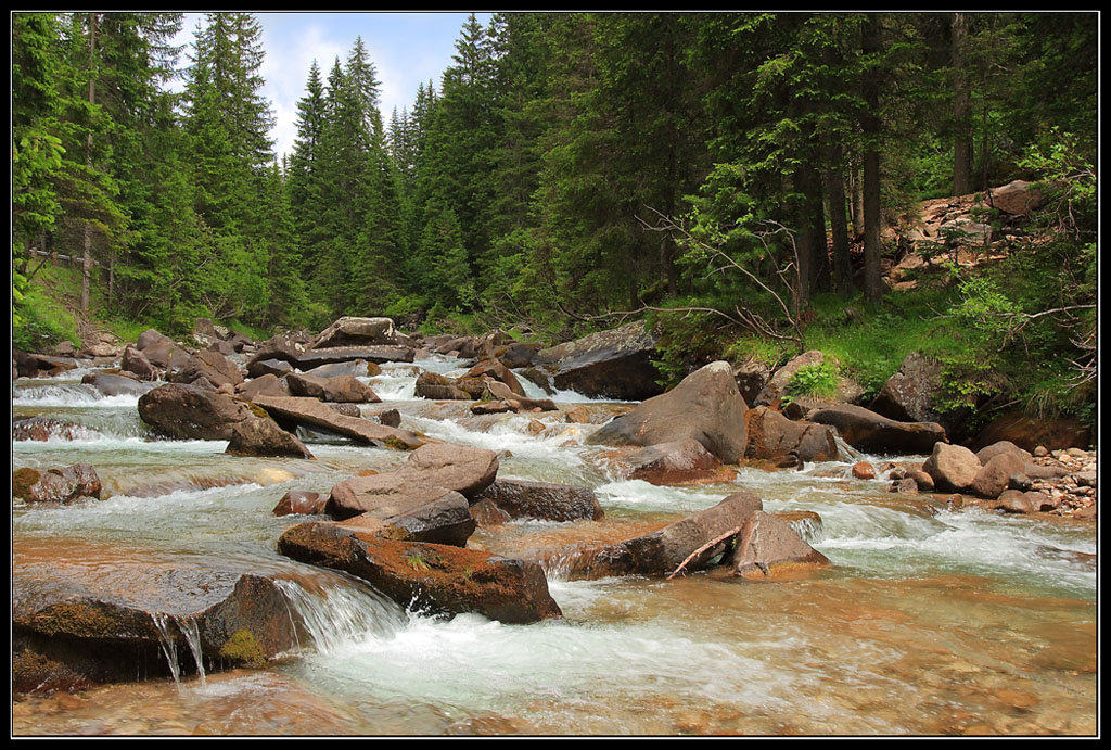 Torrente nel bosco 2
