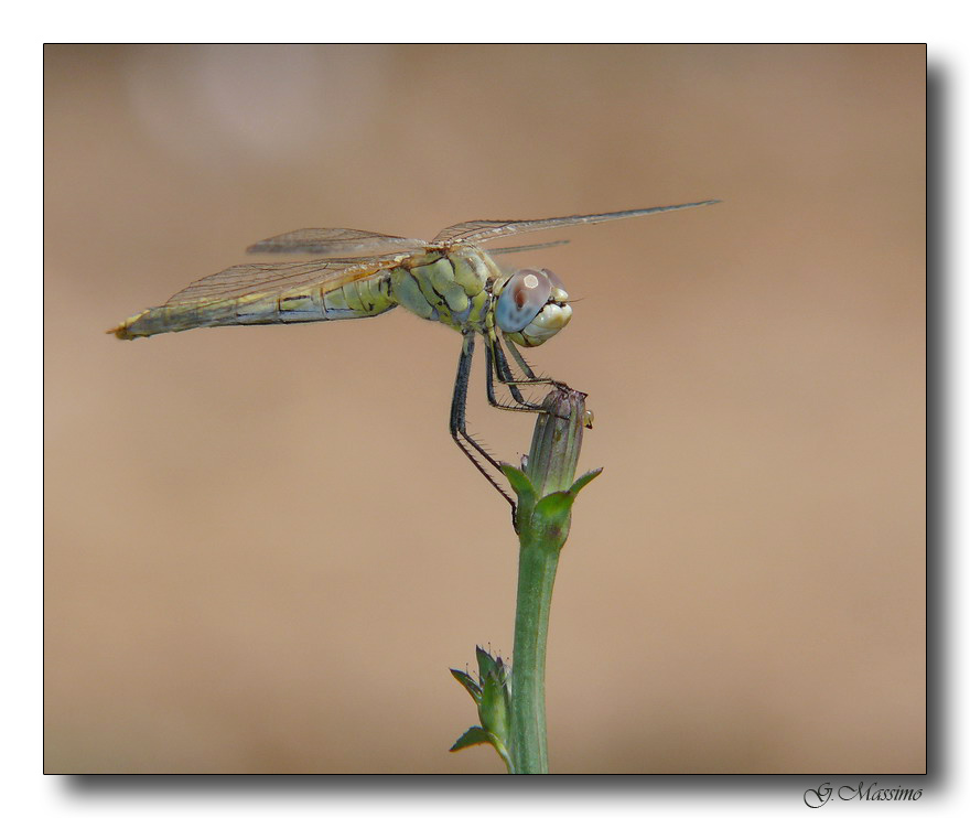 Libellula