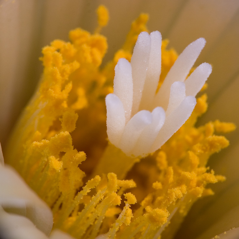 Coryphantha sulcolanata (dettaglio del fiore)