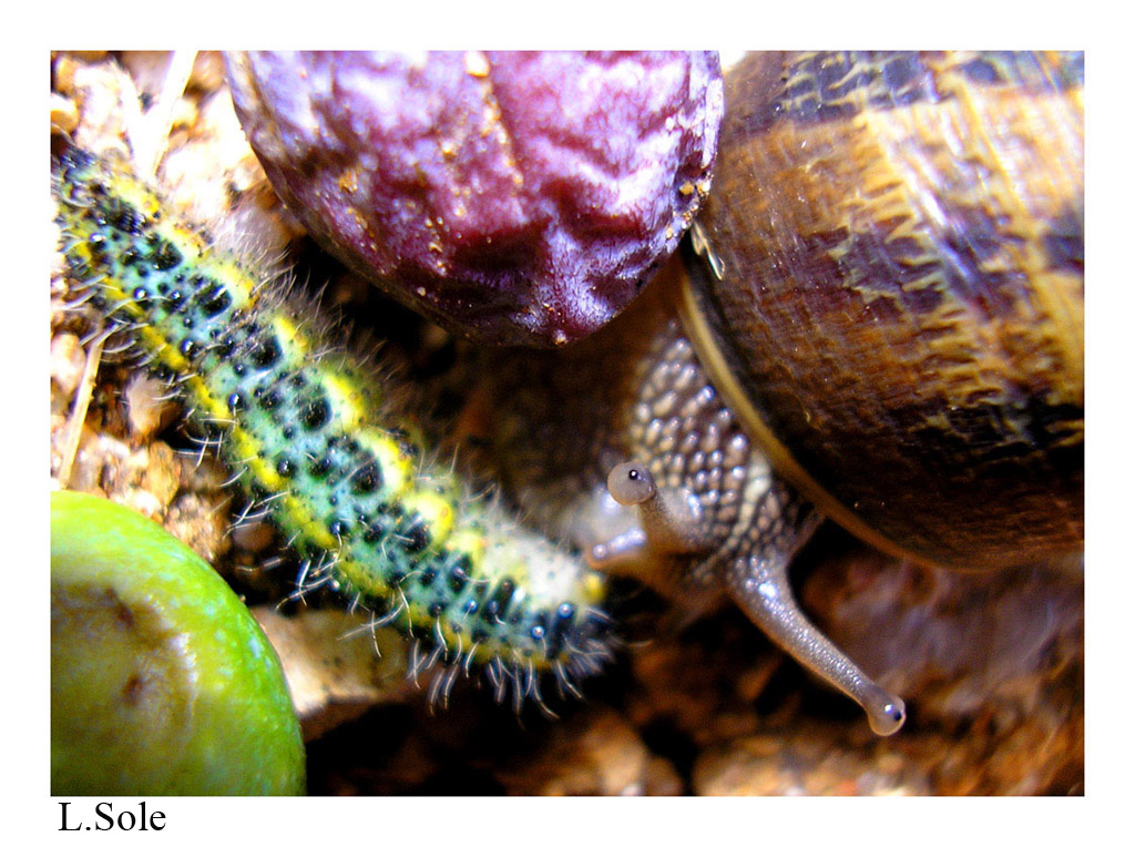 l'oliva il bruco e la lumaca (sguardi indiscreti)