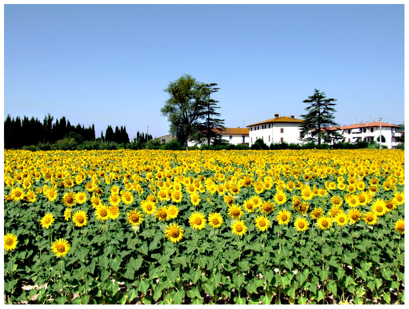 Campo di girasoli a Cerretto Guidi