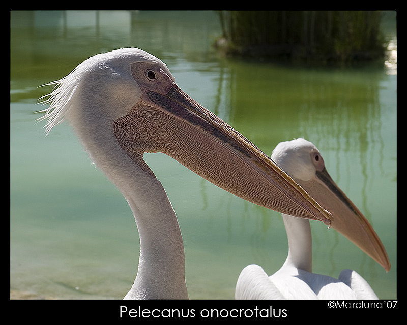 Pelecanus onocrotalus