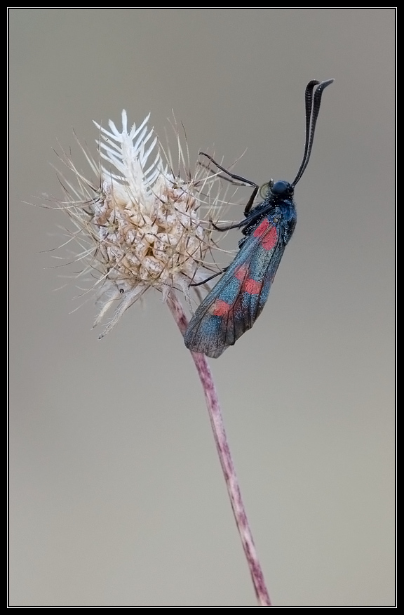 Zygaena filipendulae