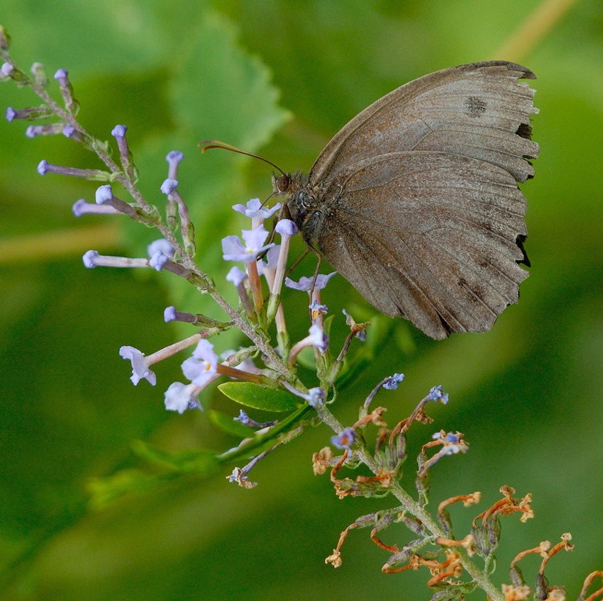 Farfalla da identificare