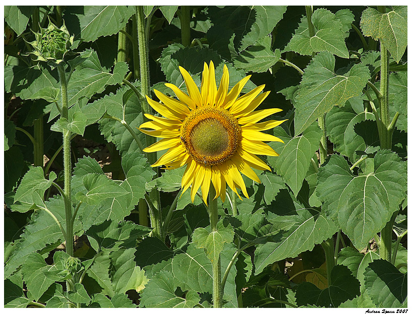 Girasole solitario...