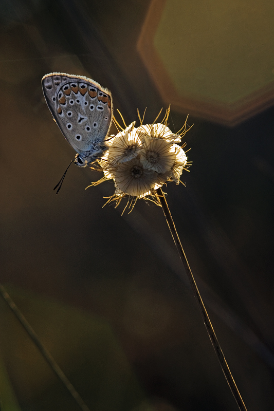 Controluce con flare...