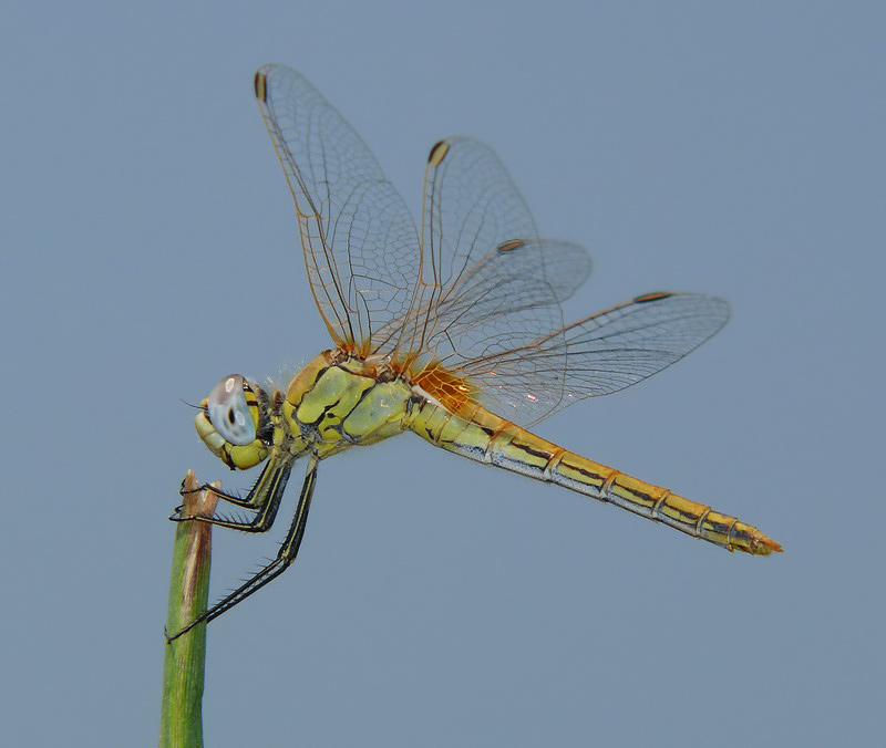 libellula gialla - 2
