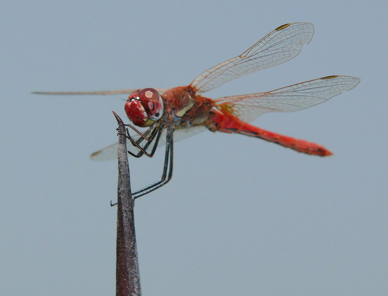 libellula rossa 4