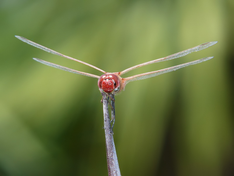 libellula rossa 11