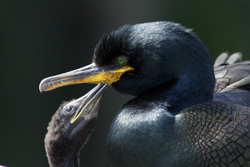 Marangone dal ciuffo