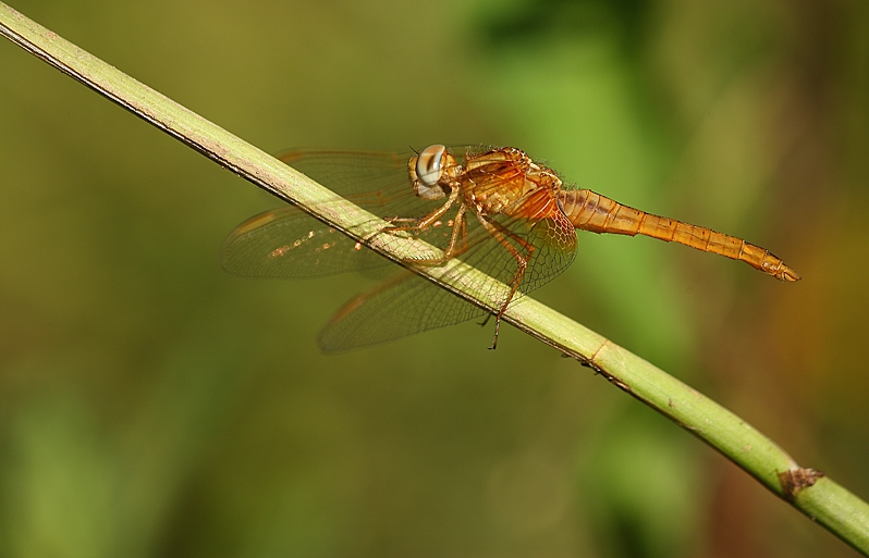 Lo strabismo di Venere